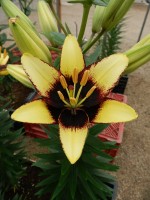 [5503 PO03 BumbleBee No02.JPG]